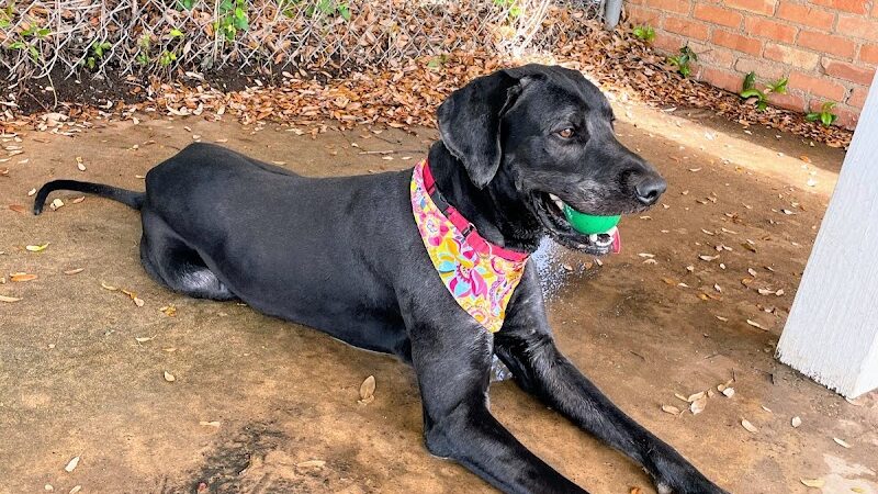 Lancaster Dog Park - Lancaster, TX