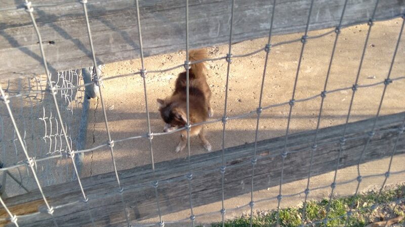 Lancaster Dog Park - Lancaster, TX