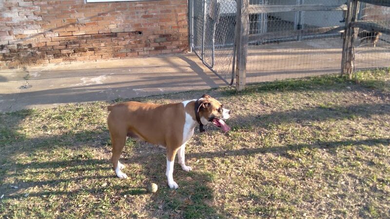 Lancaster Dog Park - Lancaster, TX