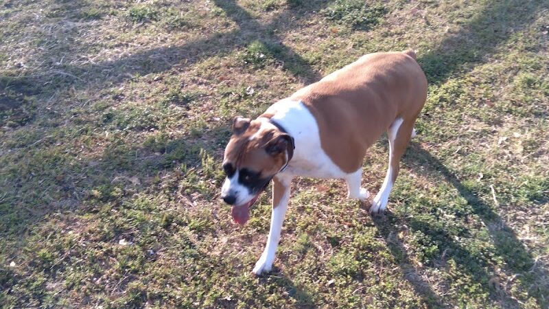 Lancaster Dog Park - Lancaster, TX