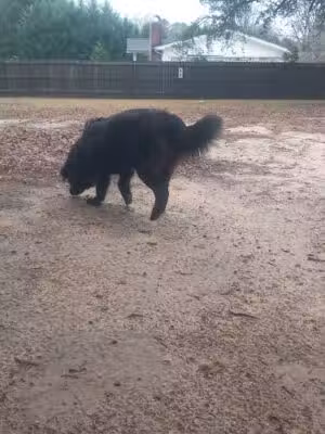 Landrum Community Dog Park - Landrum, SC