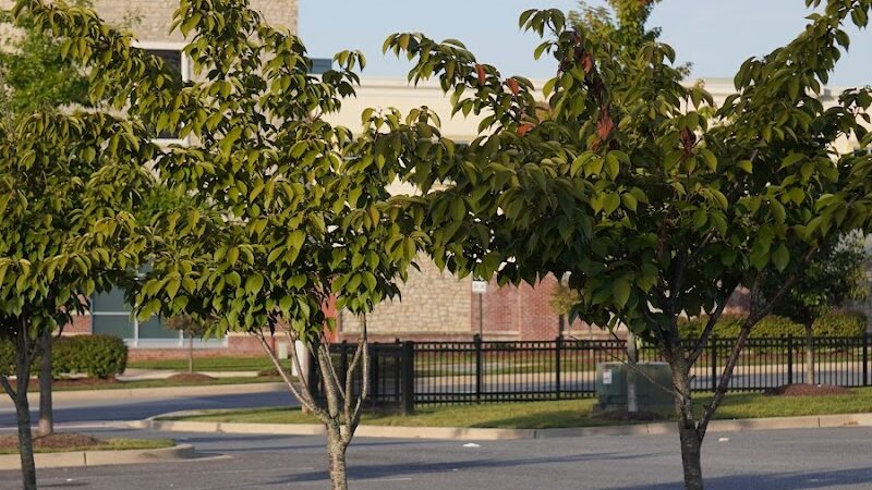 Woodmore Towne Centre Park - Lanham, MD