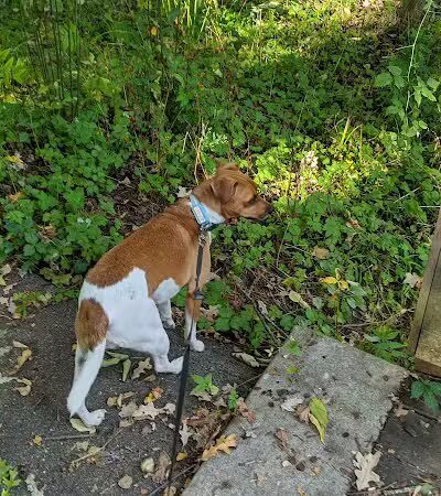 Bancroft Park (North Trailhead) - Lansing,