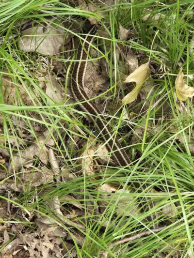 Bancroft Park (North Trailhead) - Lansing,