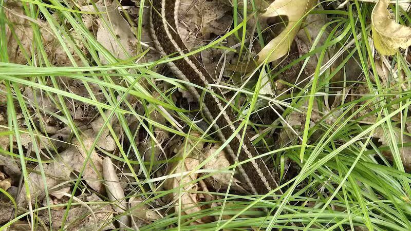 Bancroft Park (North Trailhead) - Lansing,