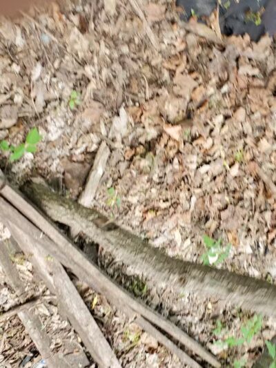 Larch Park - Lansing,