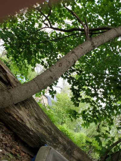 Larch Park - Lansing,