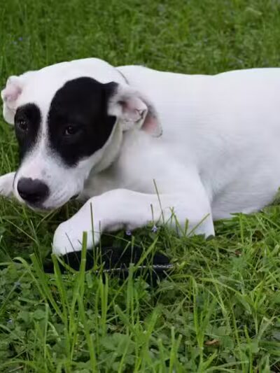 LeLand Park - Lansing,