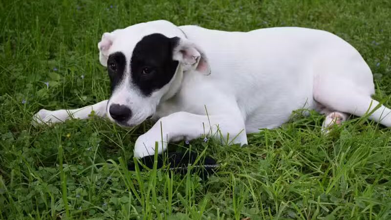 LeLand Park - Lansing,