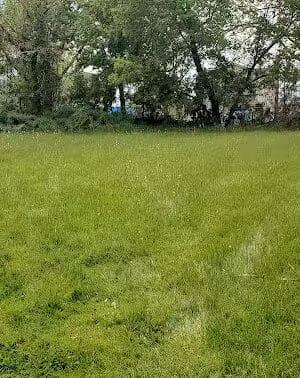 Larch Park - Lansing,