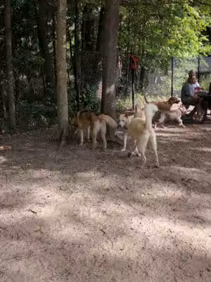 Scott Woods Park - Lansing,