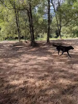 Soldan Dog Park - Lansing, MI