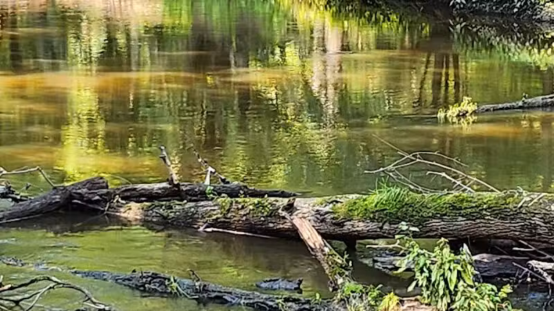 Scott Woods Park - Lansing,