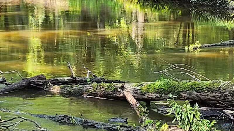 Scott Woods Park - Lansing,