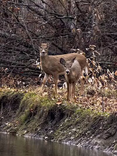 Scott Woods Park - Lansing,