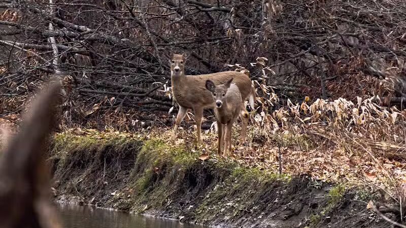 Scott Woods Park - Lansing,