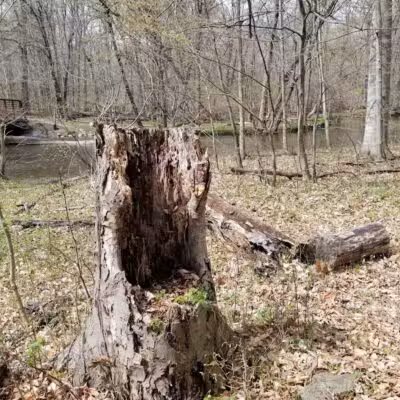 Scott Woods Park - Lansing,