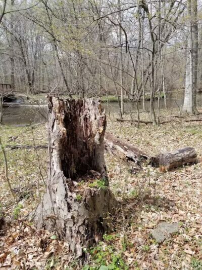 Scott Woods Park - Lansing,