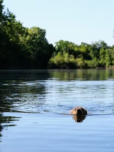 Scott Woods Park - Lansing,
