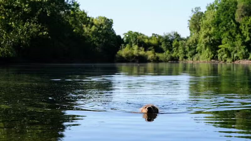 Scott Woods Park - Lansing,
