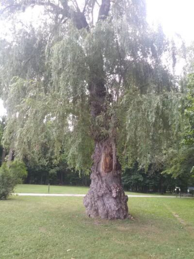 Scott Woods Park - Lansing,