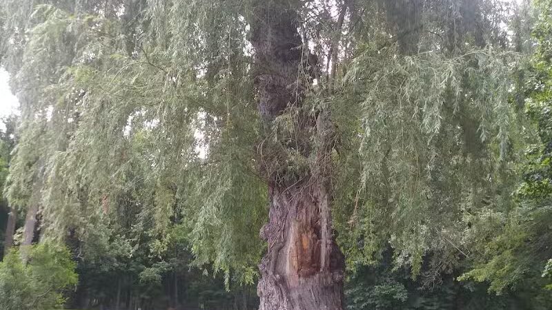 Scott Woods Park - Lansing,