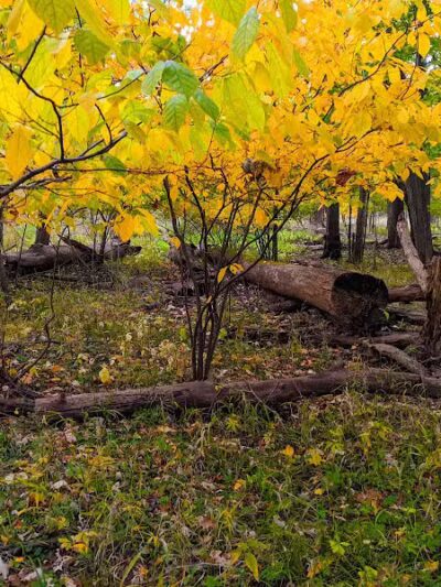 Scott Woods Park - Lansing,