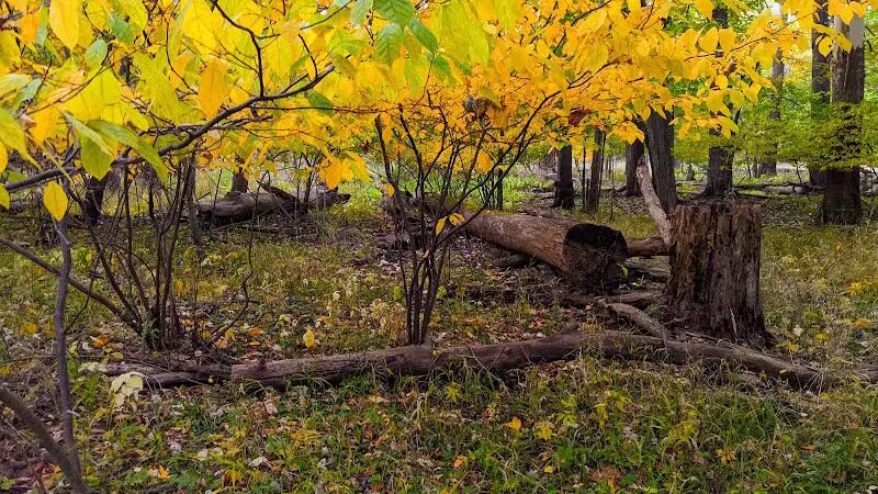 Scott Woods Park - Lansing,