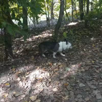 Soldan Dog Park - Lansing, MI