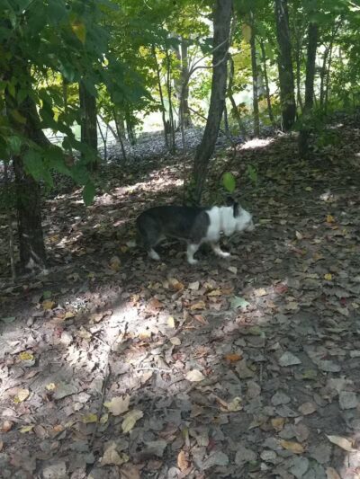 Soldan Dog Park - Lansing, MI