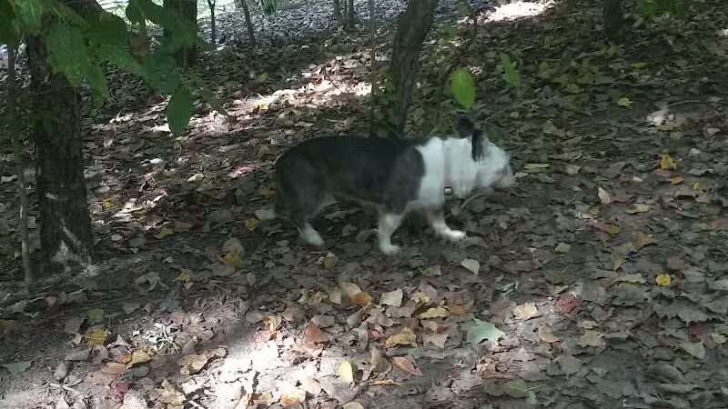 Soldan Dog Park - Lansing, MI