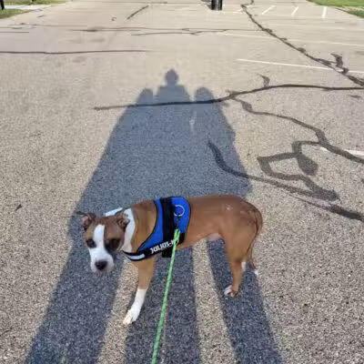 Soldan Dog Park - Lansing, MI