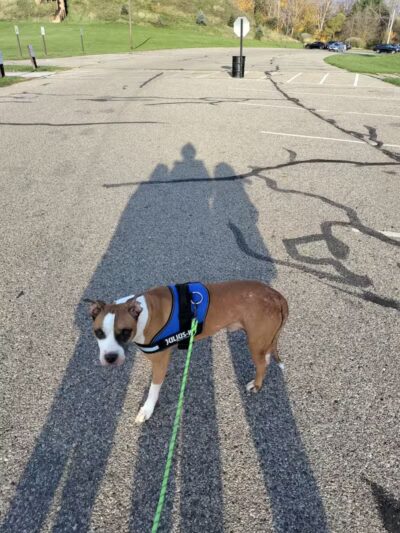 Soldan Dog Park - Lansing, MI