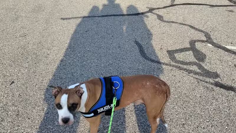 Soldan Dog Park - Lansing, MI