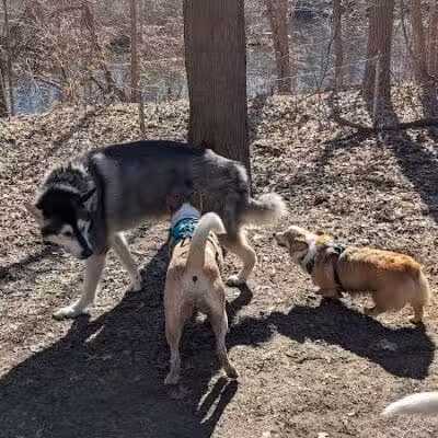 Soldan Dog Park - Lansing, MI