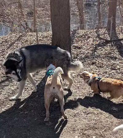 Soldan Dog Park - Lansing, MI