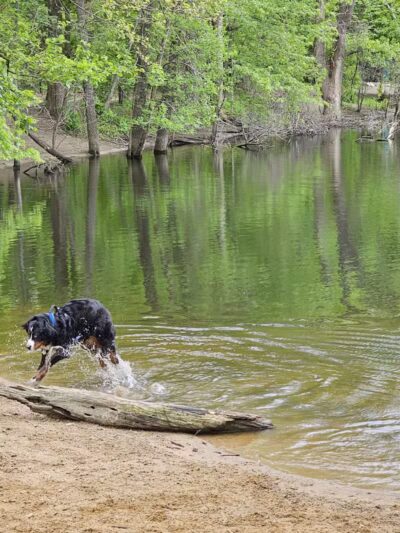 Soldan Dog Park - Lansing, MI