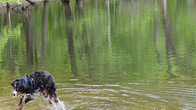 Soldan Dog Park - Lansing, MI