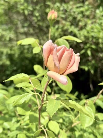 Turner Dodge Park - Lansing,