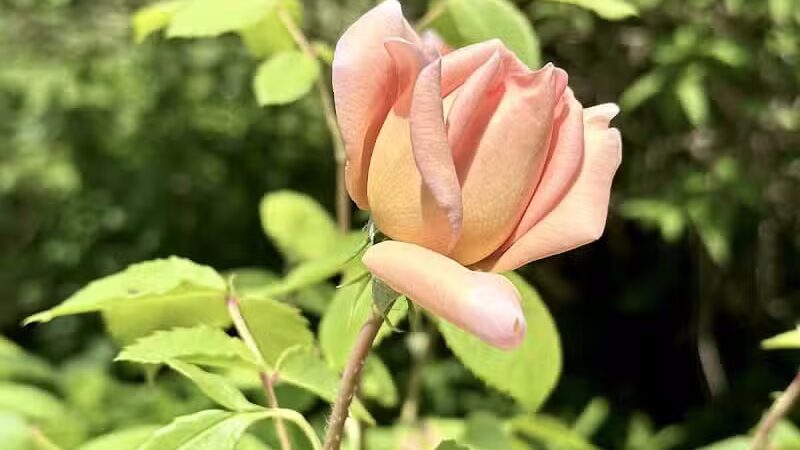 Turner Dodge Park - Lansing,