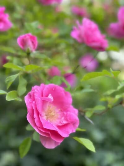 Turner Dodge Park - Lansing,