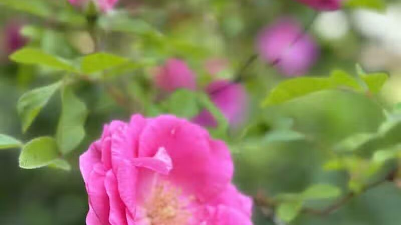 Turner Dodge Park - Lansing,