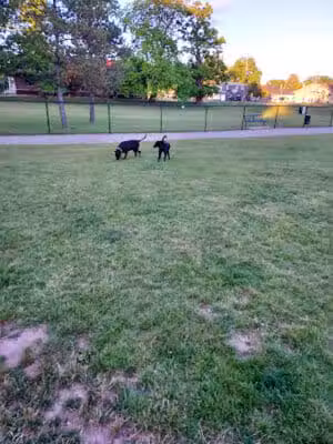 Rotary Park/Lapeer Dog Park - Lapeer, MI
