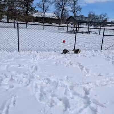 Rotary Park/Lapeer Dog Park - Lapeer, MI