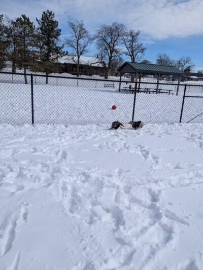 Rotary Park/Lapeer Dog Park - Lapeer, MI