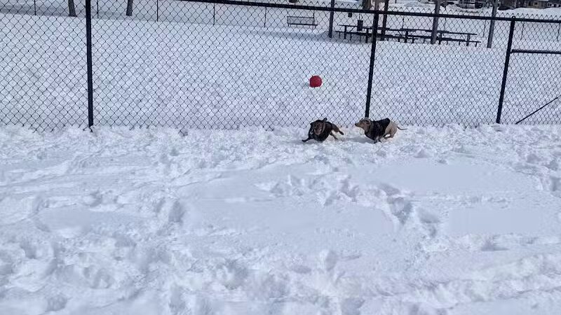 Rotary Park/Lapeer Dog Park - Lapeer, MI