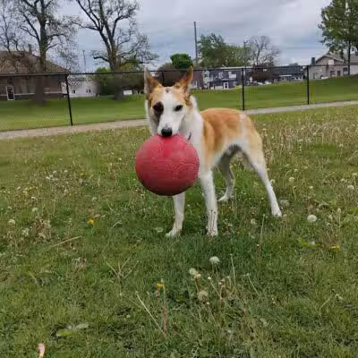 Rotary Park/Lapeer Dog Park - Lapeer, MI
