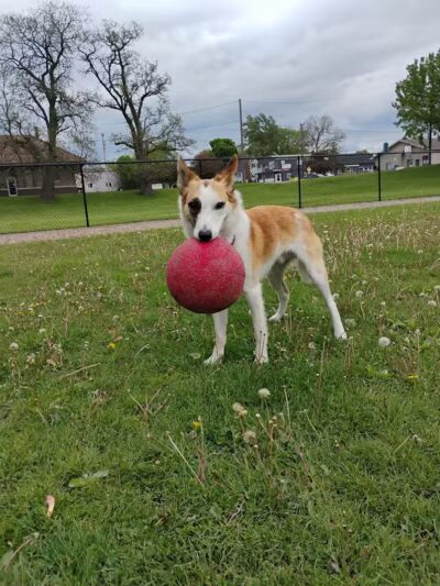 Rotary Park/Lapeer Dog Park - Lapeer, MI
