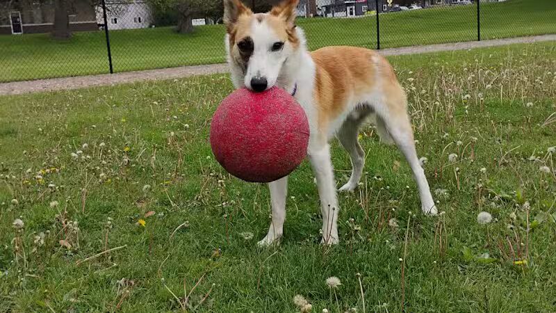 Rotary Park/Lapeer Dog Park - Lapeer, MI