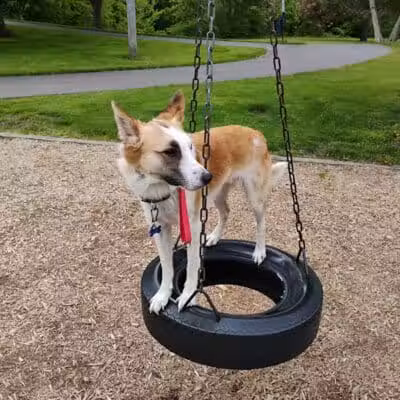 Rotary Park/Lapeer Dog Park - Lapeer, MI